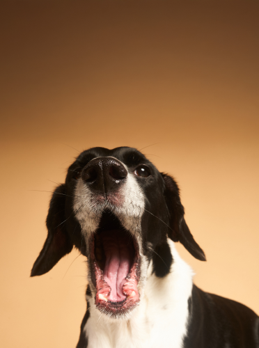 foto de perro