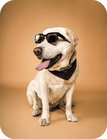 foto de perro