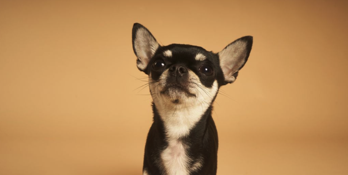 Foto de perro