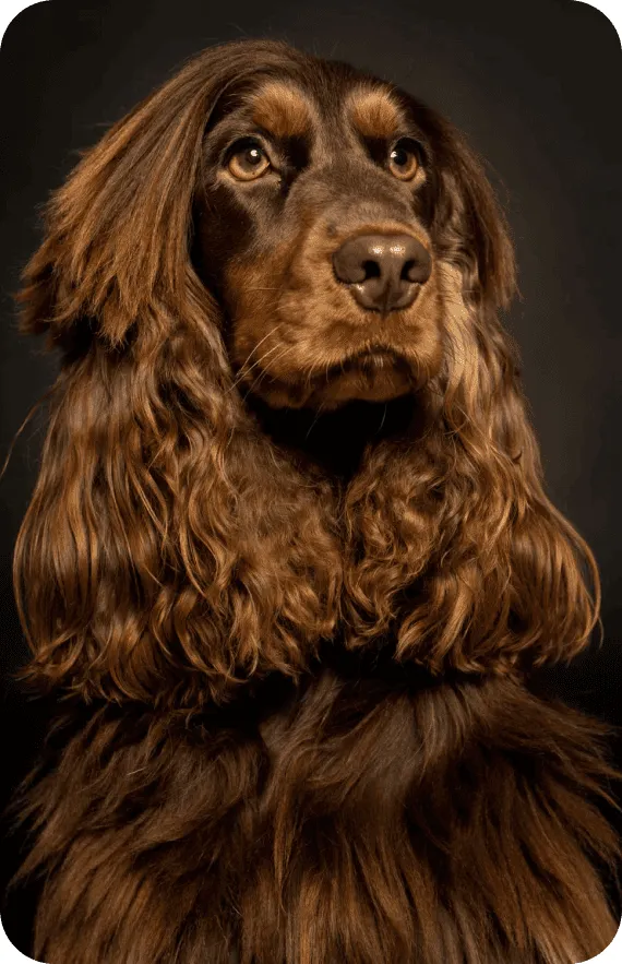 foto de perrito